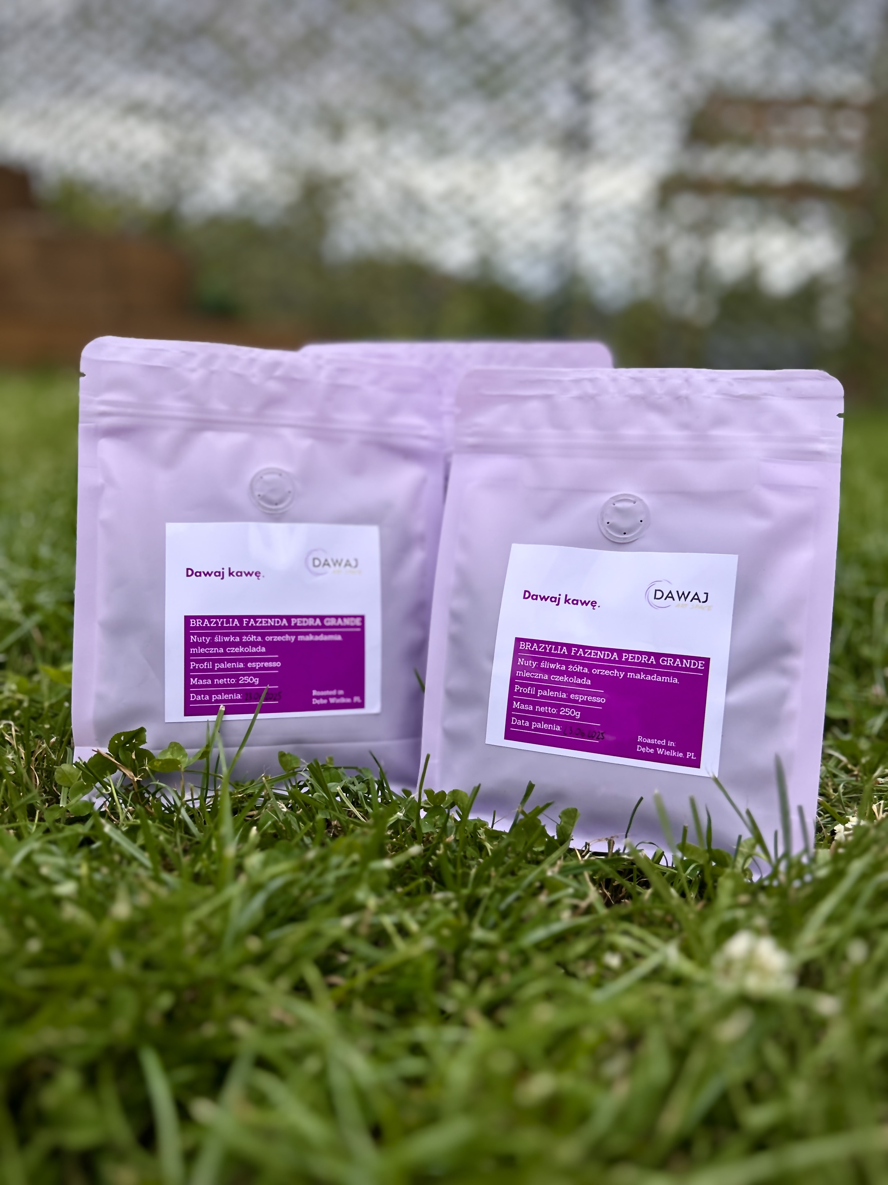 Ziarna dla biura architektonicznego3